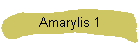Amarylis 1