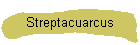 Streptacuarcus