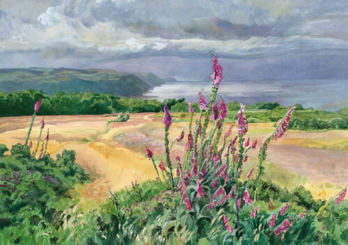 Foxgloves light up Porlock Bay